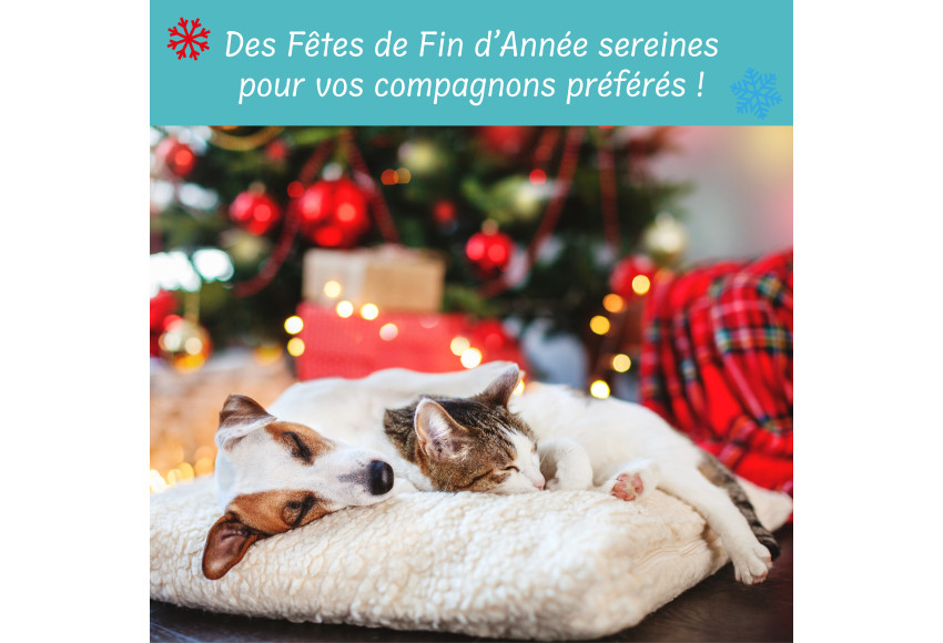 DES FETES DE FIN D'ANNEE SEREINES POUR VOS LOULOUS
